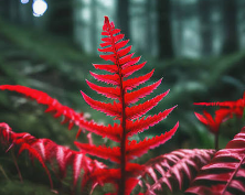 a red fern
