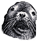 :sealion: